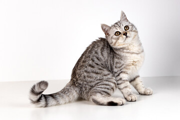 Fototapeta na wymiar Portrait of Scottish straight kitten on white background