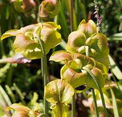 Sarracenia flava | Yellow pitcher plant or golden trumpet. Flowers with erect lids and dangling...