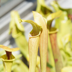 Sarracenia flava | Yellow pitcher plant or golden trumpet. Flowers with erect lids and dangling bright yellow petals like umbrella upside at end of long stem