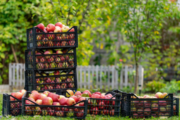Ripe juicy red apples lie in boxes in garden. Summer sunny day in the fruit garden. Picked fruit. Agriculture concept.
