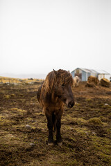 A portrait of an Icelandic horse in the rain