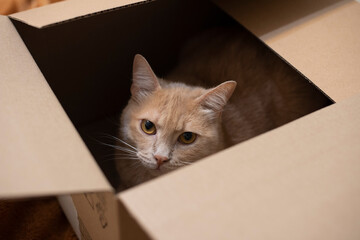 Fototapeta na wymiar The beige cat sits in a box. Beige box. Cute pet playing