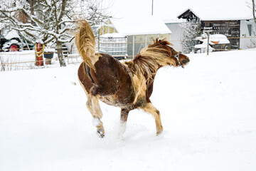 spotted horse galloping through the snow