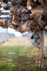 Traditional smoked fish heads in Iceland