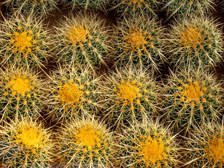 golden barrel cactus or echinocactus grusonii a group of popular spiny ball desert plant by closeup detail of spikes