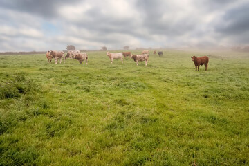 Green meadow with fresh grass. Herd of cows grazing grass. Haze in the background and cloudy sky, Selective focus. Agriculture background. West of Ireland