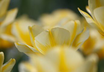 Wunderschöne Tulpenblätter gelb - weiß im Close-up 