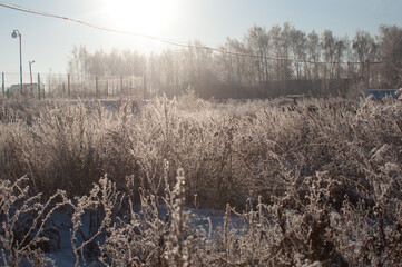 twigs under the snow on the Bush