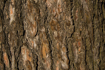 old pine bark with deep cracks
