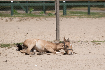 Newborn foal lies in the sand in a rural setting on the farm