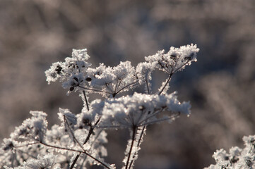 twigs under the snow on the Bush