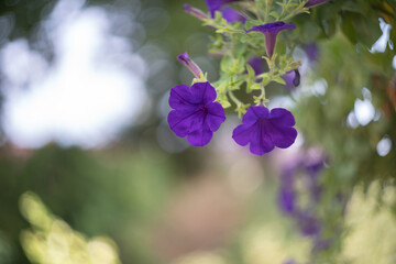 Purple hanging petunias with beautiful vintage bokeh. Retro color. Selective focus