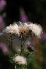 Overblown thistles with white fluffy seeds. Against a dark background