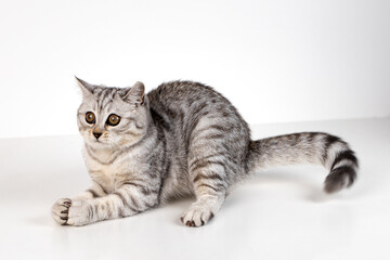 Scottish straight cat tabby on white background