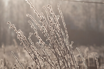 Fototapeta premium twigs under the snow on the Bush