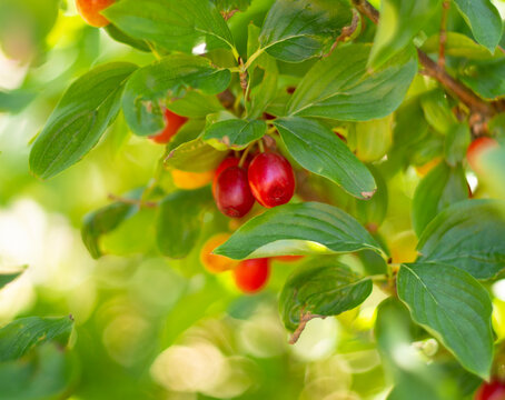 Red ripe dogwood berries Cornus mas on a branch on a Sunny day in Greece