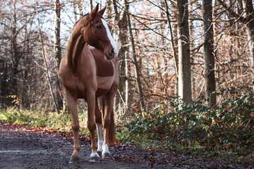 Pferd steht frei auf einem Waldweg © Talitha