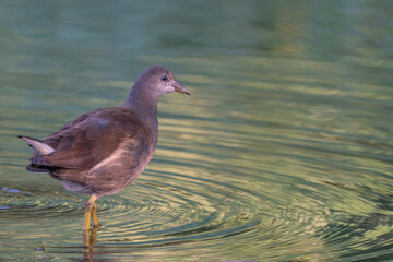 A Moorhen searches for food in the water, reflection in the first sunny morning light in green water