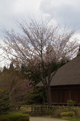 古民家に植えられた桜の木