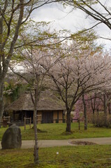 桜の木々に囲まれた古民家
