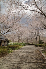 Fototapeta na wymiar 桜の回廊と古民家のある風景