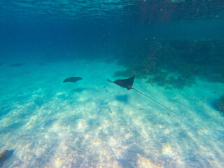 Fototapeta premium DCIM\100GOPRO\GOPR0230.JPG