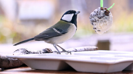 雪が積もるツルウメモドキにとまるシジュウカラのメス Wall Mural Kelly Marken