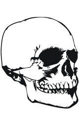 a sketch of skull