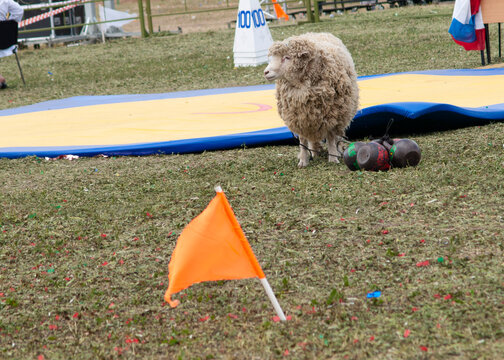 Wrestling Kurash, Sabantuy