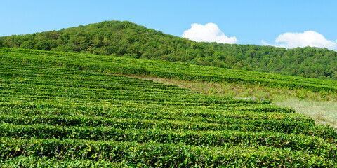 green leaves on tea bushes on plantation. Concept environment agriculture