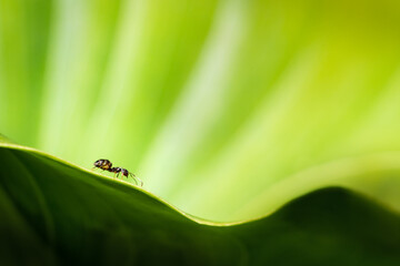 Close-up image of an ant on the tip of the green leaf with blurred background