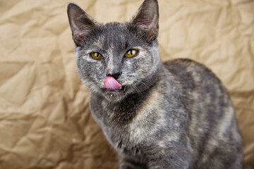 A gray country cat licks its lips after eating. A cat with a tongue sticking out.