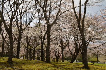 Fototapeta na wymiar 綺麗に咲く桜の木々