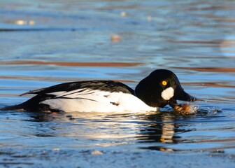 A drake Common Goldeneye swims in a pond on the Colorado prairie.