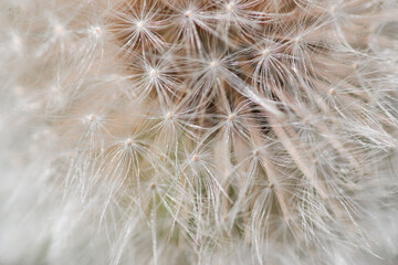 white fluffy dandelion as background