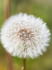 white fluffy dandelion as background