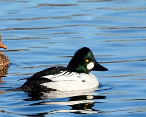 A drake Common Goldeneye swims in a pond on the Colorado prairie.