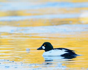 A drake Common Goldeneye swims in a pond on the Colorado prairie.
