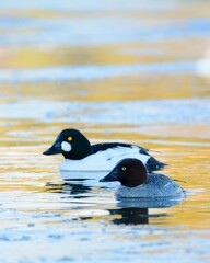 A drake Common Goldeneye swims in a pond on the Colorado prairie.