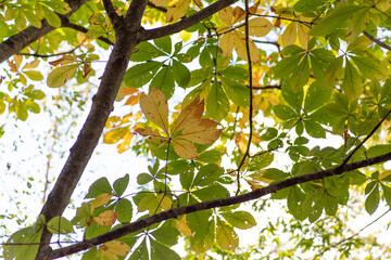 見上げると黄色と緑の葉