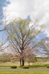 Obraz premium 夏を感じさせる春の晴れの日の葉桜の緑