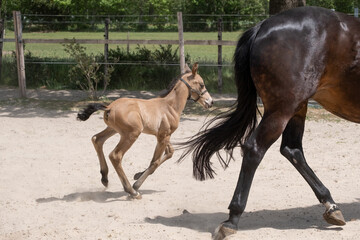 Stallion foal galloped with his mother in the sand. A natural green background