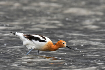 An American Avocet wades through a pond on a snowy day in Colorado.