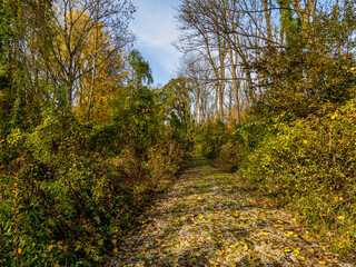 Autumnal atmosphere in the forest along the River Isar in Ismaning, Munich, Bavaria in Germany