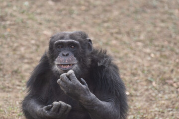 表情豊かなチンパンジー
