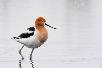 An American Avocet wades through a pond on a snowy day in Colorado.