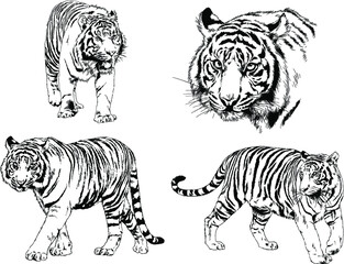 a set of vector drawings of various predators , tigers and lions, drawn in ink by hand, realistic for the logo	