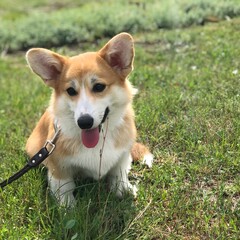 Stacy corgi