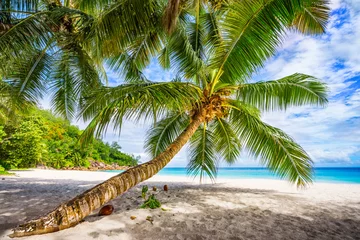 Wandaufkleber Palme am tropischen Strand Anse Georgette im Paradies auf Praslin, Seychellen © Christian B.