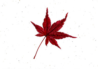 紅葉の葉